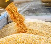 Thị trường nông sản: Algeria nhập khẩu hơn 1 triệu tấn ngô để ổn định nguồn cung