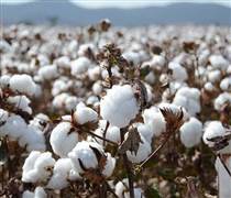 Giá bông tại Mỹ chạm đỉnh 8 tuần