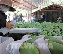 Giá bạch kim giảm mạnh, nông sản đảo chiều phục hồi