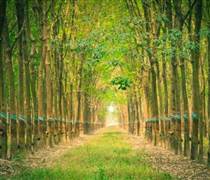 PHR: Nhóm quỹ VOF Investment Limited không còn là cổ đông lớn tại Cao su Phước Hoà 