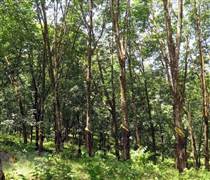 DLG: Gia Lai thu hồi dự án cao su gần 900 ha của Đức Long Gia Lai