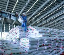 DCM: Phân bón Cà Mau vượt “gió ngược” về đích với doanh thu kỷ lục