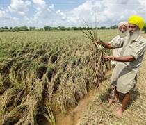 Xuất khẩu gạo của Ấn Độ năm 2025 tăng 19,4% lên mức gần kỷ lục