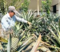 Cận Tết, giá khóm tăng vì nguồn cung thấp