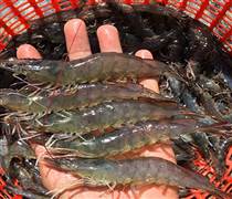 Dừng bảo hộ, chỉ dẫn địa lý cho tôm Bình Thuận vì địa danh không còn