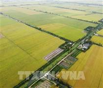 An Giang - 'Vương quốc' lúa gạo của quốc gia