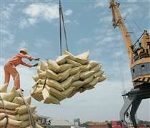 Xuất khẩu gạo đầu năm 2026: Thời cơ đã đến nhưng cạnh tranh khốc liệt hơn