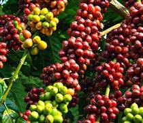 Giá cà phê hôm nay 15/1: Cà phê trong nước có nơi tăng 900 đồng/kg