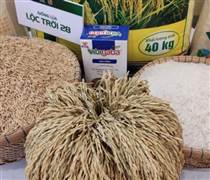 LTG: Gạo Lộc Trời bổ nhiệm tổng giám đốc mới