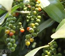 Bản tin nông sản hôm nay (15-1): Giá hồ tiêu ổn định, cà phê nhích nhẹ