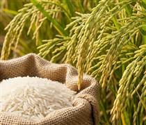 Thị trường nông sản ngày 19/1: gạo thành phẩm neo cao