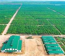 HAG: HAGL thoái vốn thành công tại HAGL Agrico