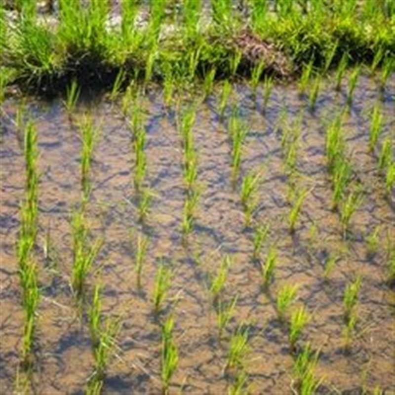 Sau Ấn Độ, Thái Lan, Việt Nam đón thêm đối thủ gạo mới: Xuất khẩu vừa tăng hơn 50%, từ Á đến Âu đang đua nhau mua hàng