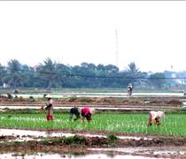 Hơn 259.000 ha vụ Đông Xuân đã đủ nước gieo cấy