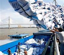 Việt Nam dự kiến có 7,73 triệu tấn gạo hàng hóa cho xuất khẩu năm 2026