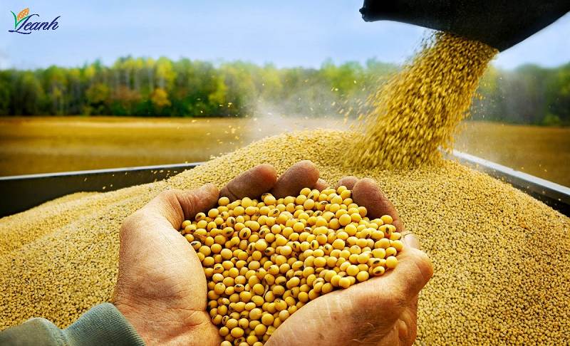 Dòng chảy đậu tương đổi hướng: Cơ hội nào cho doanh nghiệp chăn nuôi Việt?