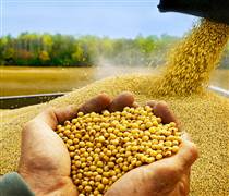 Dòng chảy đậu tương đổi hướng: Cơ hội nào cho doanh nghiệp chăn nuôi Việt?