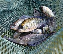 Bán cá rô phi số 1 Việt Nam, doanh nghiệp báo lãi 1.000 tỷ, gấp 21 lần năm trước