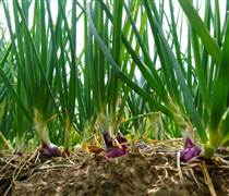 Hành tím sớm ra chợ Tết, nông dân chính vụ đối mặt nhiều áp lực