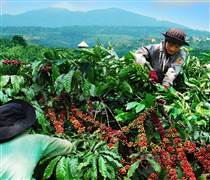 Tăng 2.100 đồng/kg, giá cà phê chính thức phá mốc 100.000 đồng/kg