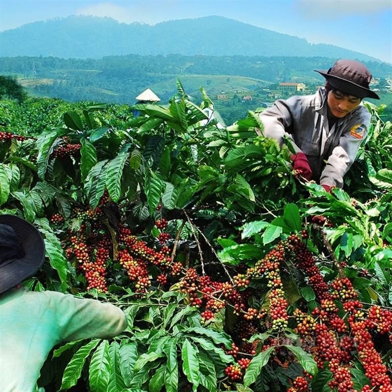 Tăng 2.100 đồng/kg, giá cà phê chính thức phá mốc 100.000 đồng/kg