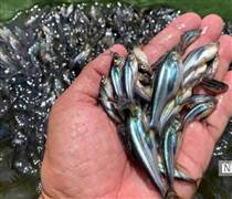 Giá cá tra lập đỉnh: Lợi nhuận “mơ ước” nhưng rủi ro chu kỳ cận kề