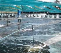 Không phải đất hiếm, Mỹ, Trung Quốc đang đua nhau săn một kho báu của Việt Nam: Nước ta là ông lớn đứng thứ 3 thế giới, xuất khẩu lập đỉnh 4,5 tỷ USD