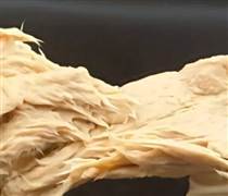 Phát minh của Trung Quốc làm rung chuyển ngành thực phẩm: Chế tạo ra nấm biến đổi gen vị giống thịt, sử dụng ít hơn 70% đất so với chăn nuôi truyền thống