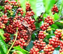 Giá cà phê hôm nay 25/1: Giá cà phê thế giới tăng giảm trái chiều trên hai sàn