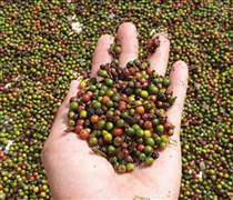 Bản tin nông sản hôm nay (25-1): Giá hồ tiêu chạm mốc 150.000 đồng