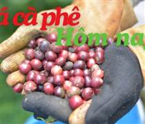 Giá cà phê hôm nay 25.1: Trong nước tăng phi mã