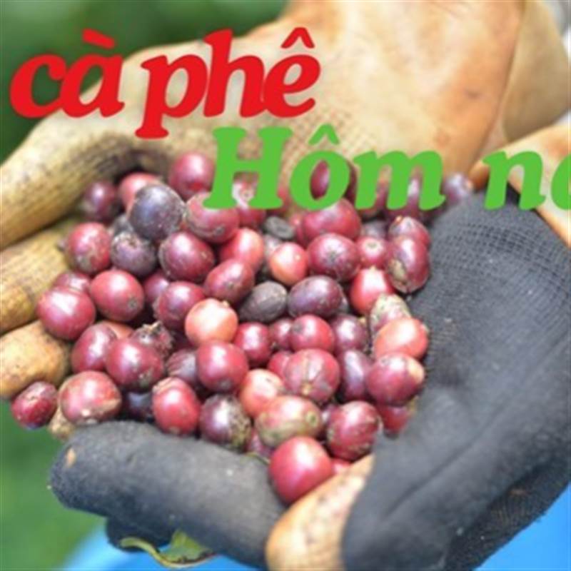 Giá cà phê hôm nay 25.1: Trong nước tăng phi mã