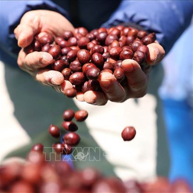 Thị trường nông sản: Giá cà phê tăng mạnh