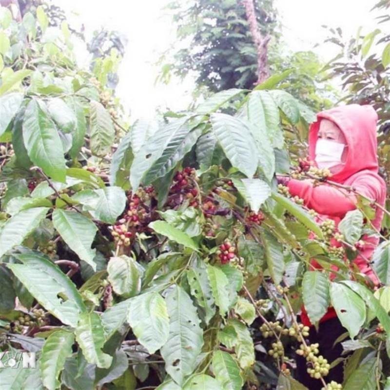 Thị trường nông sản thế giới tuần qua: Giá càphê tăng mạnh