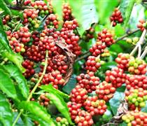 Giá cà phê hôm nay 26/1: Cà phê trong nước ổn định quanh mức 99.300 đồng/kg