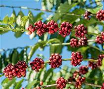 Giá cà phê hôm nay 27/1: Cà phê trong nước giao dịch ở mức 101.000 đồng/kg