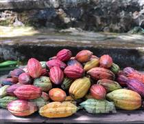 Nâng tầm giá trị ca cao Việt Nam - Bài 1: Tái cấu trúc nông nghiệp xanh Tây Nguyên