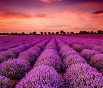 DCV: Cổ phiếu một cá mập từ khi lên sàn chỉ biết mỗi "màu tím", Tổng Giám đốc nói gì?