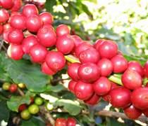 Giá cà phê hôm nay 29/1: Giá cà phê trong nước tăng 600 đồng/kg