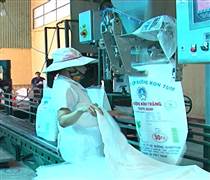 KTS: Lợi nhuận quý giảm 95%, cổ phiếu của Đường Kon Tum lao dốc