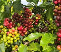 Giá cà phê hôm nay 30/1: Giá cà phê Robusta và Arabica tăng trở lại