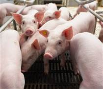 BAF: Cơ hội “đảo chiều” sau chu kỳ biến động Q4/2025 của ngành chăn nuôi