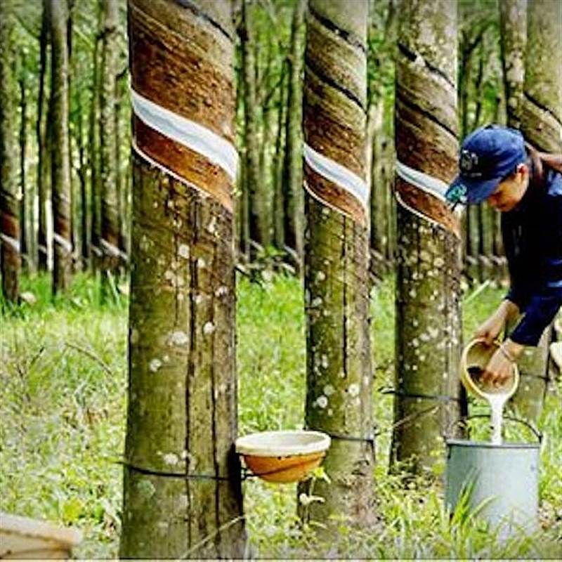 Nhiều dự án trên đất cao su ách tắc do vướng bồi thường, thu hồi đất