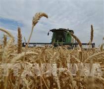 Giá lúa mì Mỹ hướng tới mức tăng theo tháng lớn nhất trong gần hai năm