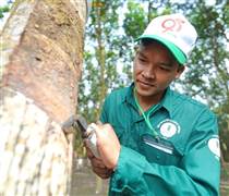 GVR: Lợi nhuận sau thuế quý IV/2025 giảm hơn 50%