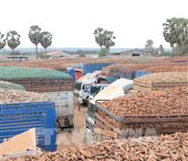 Tây Ninh kịp thời tháo gỡ khó khăn thủ tục nhập hàng nông sản tại cửa khẩu