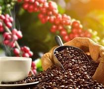 Bản tin nông sản hôm nay (1-2): Giá cà phê giảm mạnh