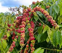 Giá cà phê hôm nay 2/2: Giá cà phê trong nước và thế giới tiếp tục đi ngang