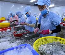 Gỡ vướng thủ tục xuất khẩu thủy sản sang Hoa Kỳ