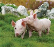 BAF: Mở rộng 3F chưa kịp “hái quả”, BAF báo lỗ nặng quý IV